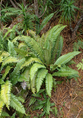 Blechnum durum
