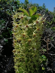 Eucomis