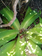 Eucomis