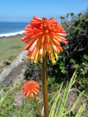 Kniphofia rooperi
