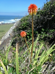 Kniphofia rooperi