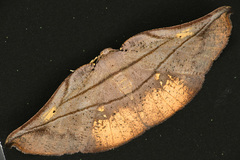 Xenomusa metallica