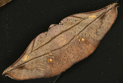 Xenomusa metallica