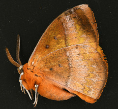 Anthela excellens