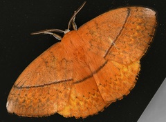 Anthela excellens