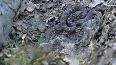 Montivipera xanthina