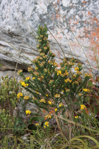 Image of Aspalathus capitata by (c) Tony Rebelo, some rights reserved (CC BY-SA)