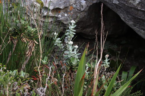 Image of Helichrysum fruticans by (c) Tony Rebelo, some rights reserved (CC BY-SA)