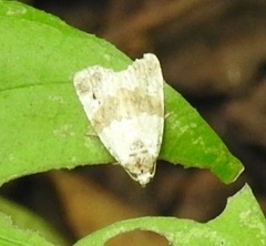 Maliattha signifera