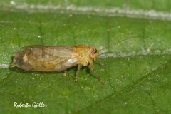 Platycorypha nigrivirga