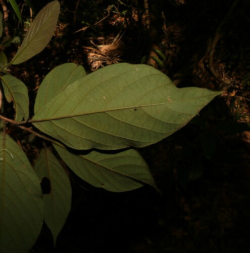 Image of Big Leaf Bollywood (Litsea leefeana) by (c) Greg Tasney, some rights reserved (CC BY-SA)