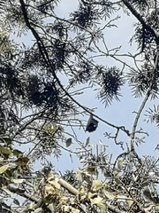Pteropus giganteus