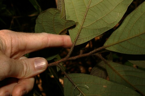 Image of Big Leaf Bollywood (Litsea leefeana) by (c) Greg Tasney, some rights reserved (CC BY-SA)