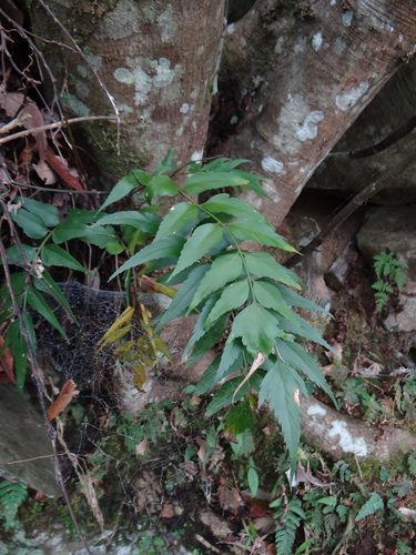 Asplenium falcatum (Asplenium falcatum)