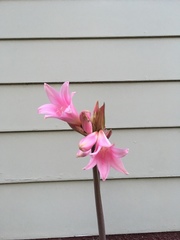 Amaryllis