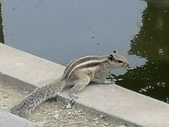 Funambulus pennantii