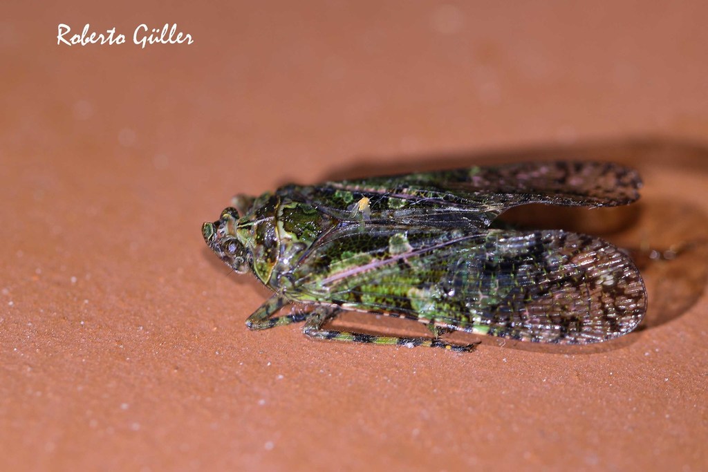 Chilobia beneluzi