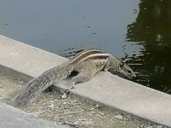 Funambulus pennantii