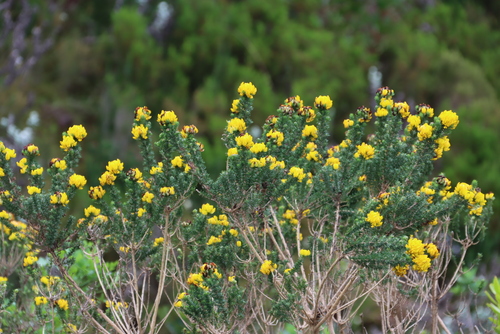 Image of Aspalathus capitata by (c) Tony Rebelo, some rights reserved (CC BY-SA)