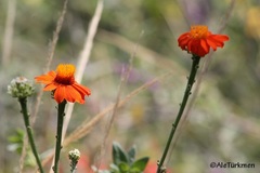 Adenophyllum squamosum