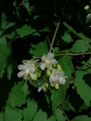 Cardiospermum grandiflorum