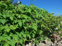 Cardiospermum grandiflorum