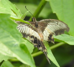 Pachliopta liris