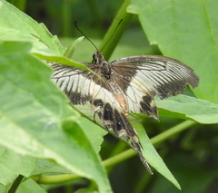 Pachliopta liris