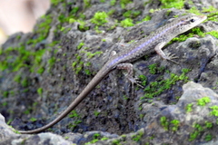 Lamprolepis smaragdina