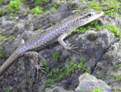 Lamprolepis smaragdina