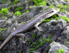 Lamprolepis smaragdina