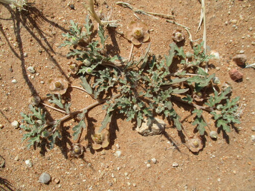 Grielum sinuatum (Grielum sinuatum)