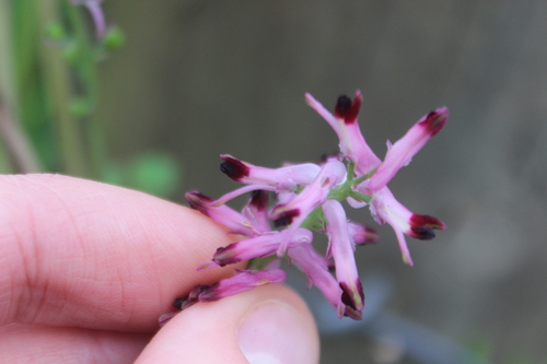 Image of Fumaria bastardii by (c) Joe Dillon, some rights reserved (CC BY)