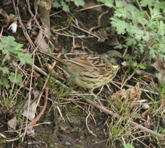 Emberiza personata