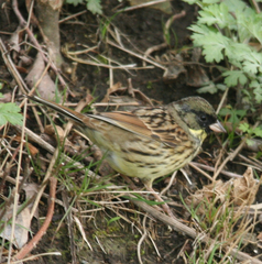Emberiza personata