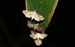 Strepsinoma croesusalis