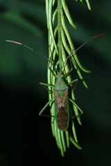 Homoeocerus