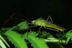 Homoeocerus