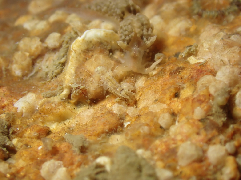 Corophiidae from Morbihan, Bretagne, FR on August 27, 2023 at 0925 PM