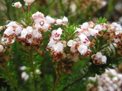 Erica vagans