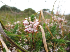 Erica vagans