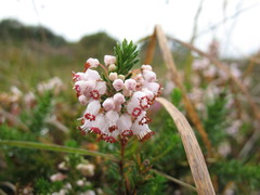 Erica vagans
