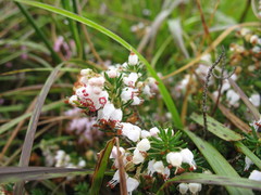 Erica vagans