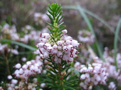 Erica vagans