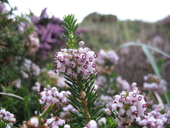 Erica vagans