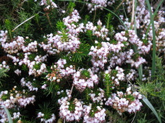 Erica vagans