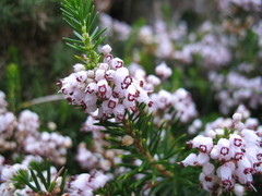 Erica vagans
