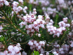 Erica vagans