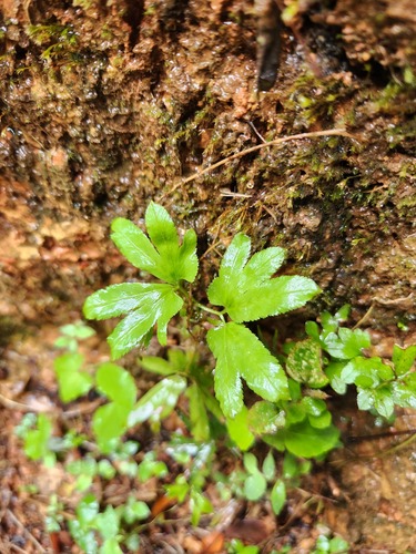Maidenhair creeper (Lygodium flexuosum)