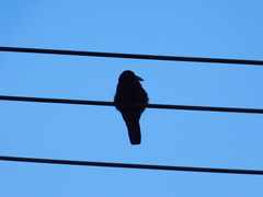 Corvus macrorhynchos